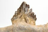 Fossil Primitive Whale (Basilosaur) Jaw Section w/ Tooth - Morocco #215146-1
